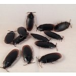 12- Fake Roaches Prank Novelty Cockroach Bugs Look Real : $0.87 (free shipping)