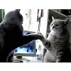 Click image for larger version

Name:	cats-shaking-hands.jpg
Views:	11
Size:	6.9 KB
ID:	1343090