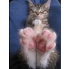 Click image for larger version

Name:	cat_toes.jpg
Views:	1
Size:	79.3 KB
ID:	1400134
