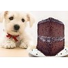 Click image for larger version

Name:	dog-eating-chocolate_cake.jpg
Views:	0
Size:	24.9 KB
ID:	1752906
