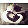 Click image for larger version

Name:	cats form heart.jpg
Views:	2
Size:	79.5 KB
ID:	1786080