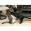 Click image for larger version

Name:	cat_hug.jpg
Views:	26
Size:	54.3 KB
ID:	476429