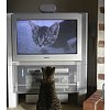 Click image for larger version

Name:	cat%20watching%20TV.jpg
Views:	15
Size:	16.8 KB
ID:	634521