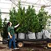 FastGrowingTrees End Of Season Sale (Various Trees, Bushes, Flowers) - Up to 50% Off + An Additional 20% Off &amp;amp; Free Shipping