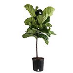 Costa Farms House Plants: Fiddle Leaf Fig in 10&quot; Pot $38.25,  Dumb Cane in 6&quot; Pot $17 &amp; More + Free Shipping on $45+