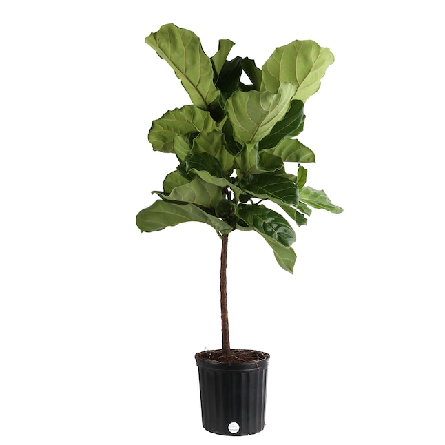 Costa Farms House Plants: Fiddle Leaf Fig in 10" Pot $38.25,  Dumb Cane in 6" Pot $17 & More + Free Shipping on $45+