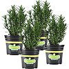 $14.65: 4-Pack Bonnie Plants Rosemary Live Edible Aromatic Herb Plant at Amazon