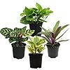 $19.64*: 4-Pack Essential Houseplant Collection Live Indoor Plants at Amazon