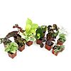 $22.17: 12-Pack Altman Plants Live Houseplants at Amazon
