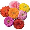 [Prime] $2.16: Burpee Giant Flowered Mixed Colors Zinnia Seeds 150 seeds at Amazon