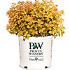 $14.99: 2 Gallon Proven Winners Spirea Double Play Candy Corn Shrub at Amazon