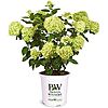 $14.99: 2 Gal. Little Lime Hydrangea Shrub at Amazon
