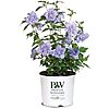 $14.99*: 2-Gallon Proven Winners Blue Chiffon Hibiscus Shrub at Amazon