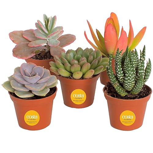 $13.82: Costa Farms Succulents (5 Pack)