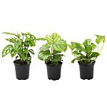 Altman Live House Plants Indoor Collection (7 to 10.5" tall): 4-Pack $19, 3-Pack $14.70