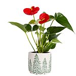 $20.70: Costa Farms Anthurium Live Plant, 10-12 Inches Tall