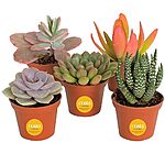$13.82: Costa Farms Succulents (5 Pack)
