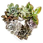 $26.37: Costa Farms Mini Succulents Live Plants, Cute Valentines Heart DIY Kit, 2-Inches Tall