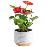 $23.99: Costa Farms Anthurium, Live Indoor House Plant with Red Flowers, 12-Inches Tall