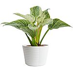 $21.47: Costa Farms Live Indoor Philodendron Birkin Plant, 12-Inches Tall