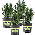 4-pack Bonnie Plants Rosemary Live Edible Aromatic Herb Plant $14.65