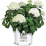 $29.99*: 5-Gallon Proven Winners Hydrangea Incrediball Shrub at Amazon
