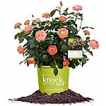 $9.99*: 1-Gallon Perfect Plants Orange Glow Knock Out Rose Bush at Amazon