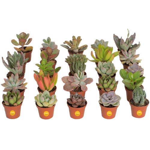 $30.38: Costa Farms Various Succulents Indoor Plants 25-Pack, Grower's Choice, 2-Inches Tall at Amazon