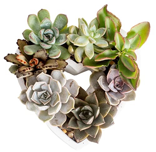 $25.41: Costa Farms Succulent Gift Collection, 2-Inches Tall