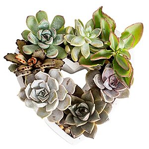 Costa Farms Succulent Gift Collection, 2-Inches Tall