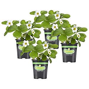 $  15.81: 4-Pack Bonnie Plants (Strawberry) at Amazon