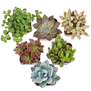 6-Pack Altman Plants Live Mini Succulents (Assorted)  + Free S&H w/ Amazon Prime
