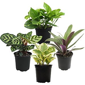 $19.64*: 4-Pack Essential Houseplant Collection Live Indoor Plants at Amazon