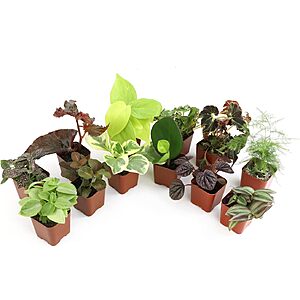 $22.17: 12-Pack Altman Plants Live Houseplants at Amazon