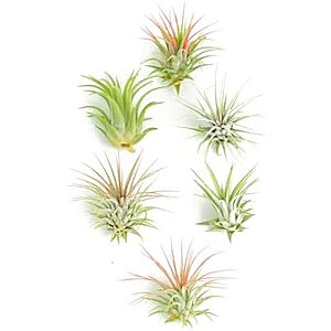11.10 | Shop Succulents Ionantha Tillandsia Air Plants at Amazon