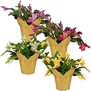 24.75 | 4-Pack The Three Company Live Flowering Zygocactus - Assorted Colors at Amazon