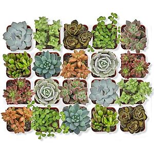 20-Pack Altman Plants Assorted Potted Live Succulent Outdoor/Indoor Plants $21.45 