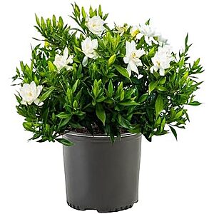 1 Gallon Frostproof Gardenia Live Plant $11 