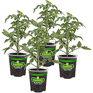 $19.99 | 4-Pack Bonnie Plants Big Beef Tomato at Amazon