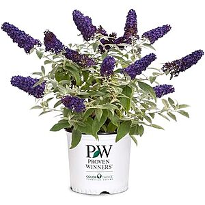 2-Gallon Proven Winners Pugster Buddleia True-Blue Flowers (Pugster Blue)