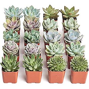 20-pk Shop Succulents Rosette Succulent Plant Pack