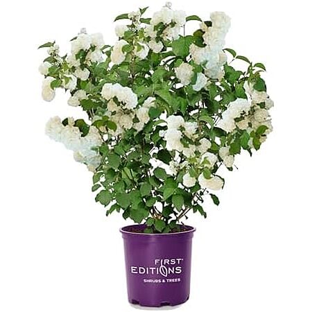 $14.99: First Editions 2 Gal. Openin Day Viburnum Shrub at Amazon