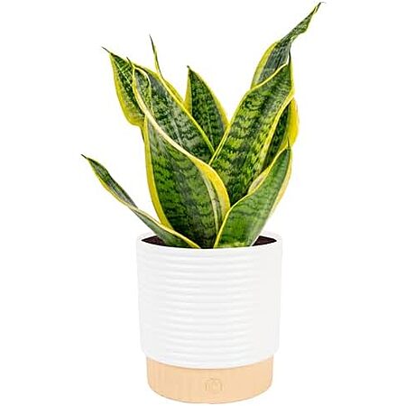 $20.97 | Costa Farms Snake Plant, 12-20 Inches Tall at Amazon