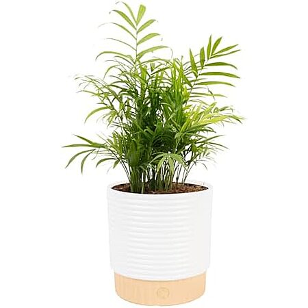 $22.40 | Costa Farms Parlor Palm, Neanthebella Tropical Live Plant (14-18 Inches Tall) at Amazon
