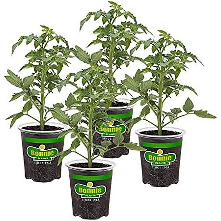 $19.99 for a 4-Pack Bonnie Big Beef Tomato!