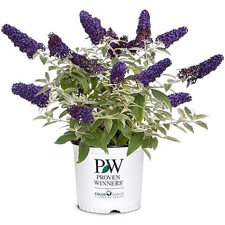 2Gallon Proven Winners Pugster Buddleia TrueBlue Flowers Pugster Blue $15