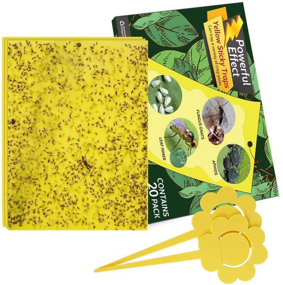 Amazon.com : Kensizer 20-Pack Yellow Sticky Gnat Traps Killer for Flying Plant Insects $6.17