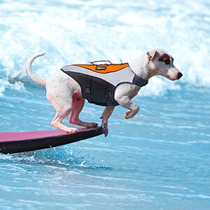 Amazon – KISFLY High-Buoyancy Dog Life Jacket $19.99–$31.99 w/ Code + Coupon