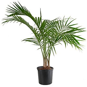 1.94 Gal. Costa Farms Majesty Palm House Plant $15 + Free Pickup