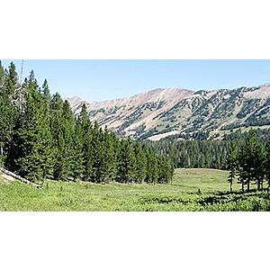 Free Tree - Subaru Loves the Earth